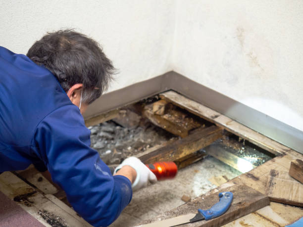 Best Residential Mold Removal  in Alturas, CA