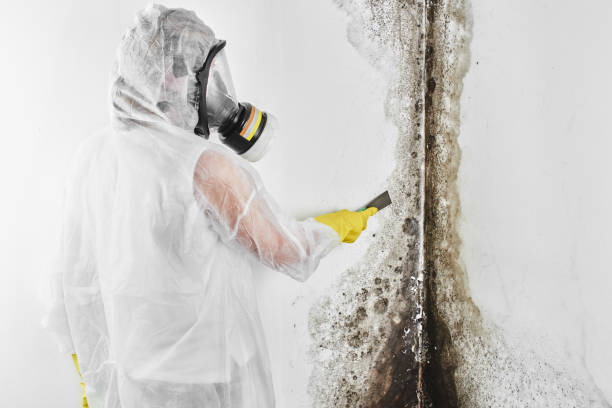 Best Mold Damage Repair  in Alturas, CA