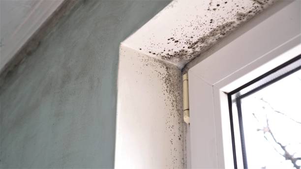 Best Crawl Space Mold Removal  in Alturas, CA