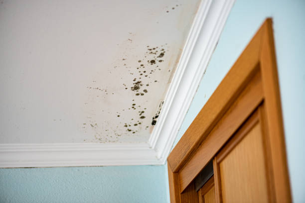 Professional Mold Removal in Alturas, CA