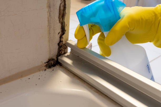 Best Black Mold Removal  in Alturas, CA