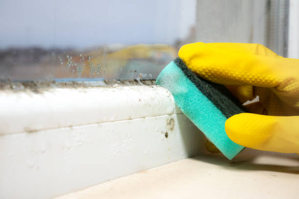 Best Fast Mold Removal  in Alturas, CA