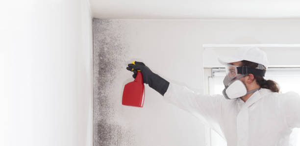 Home Mold Removal in Alturas, CA