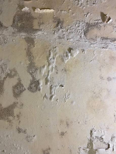 Best Office Mold Removal Services  in Alturas, CA