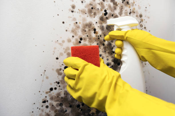 Best Mold Cleaning Services  in Alturas, CA