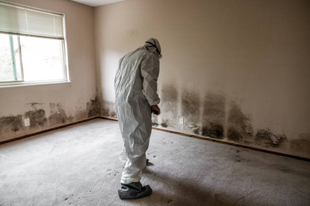 Mold Removal Process in Alturas, CA