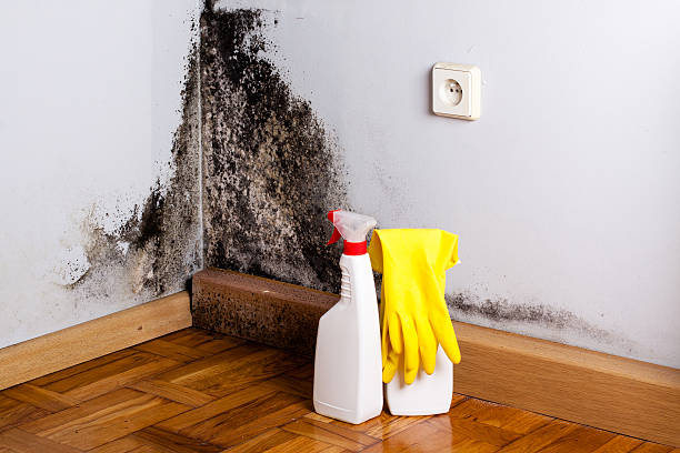 Best Same-Day Mold Removal  in Alturas, CA