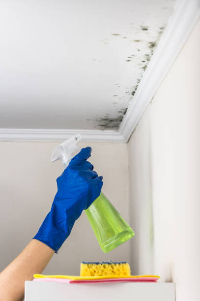 Best Fast Mold Removal  in Alturas, CA