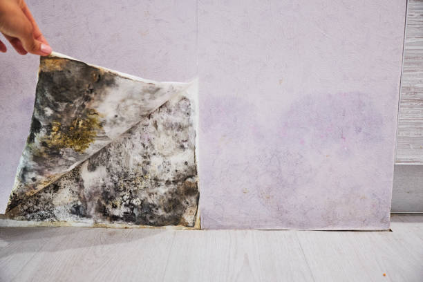 Best Office Mold Removal Services  in Alturas, CA